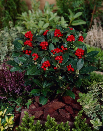  Skimmia (Skimmia Japonica 'Olympic Flame')