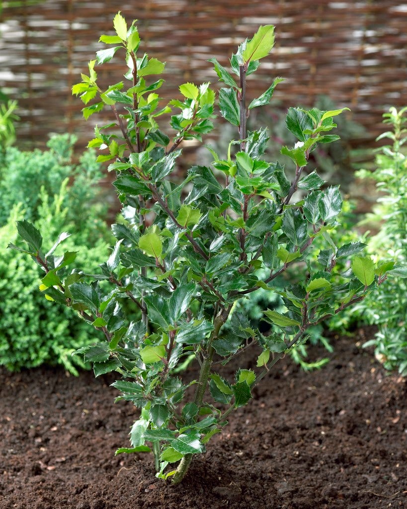  Blauwe Hulst (Ilex Meserveae 'Blue Princess')