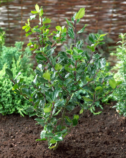  Blauwe Hulst (Ilex Meserveae 'Blue Princess')