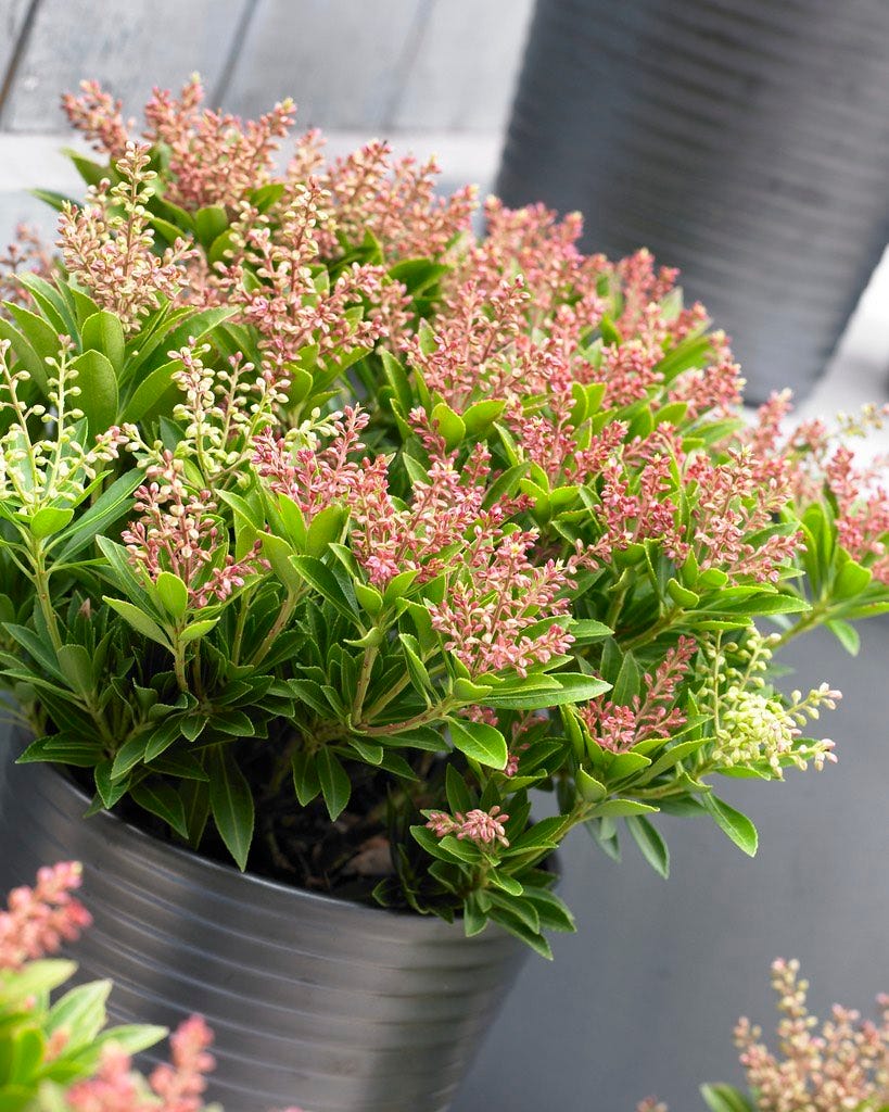  Rotsheide (Pieris Japonica 'Prelude')