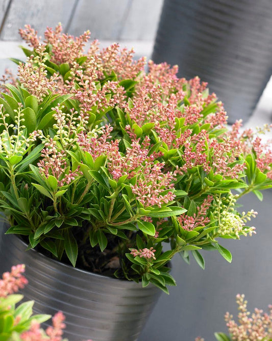  Rotsheide (Pieris Japonica 'Prelude')