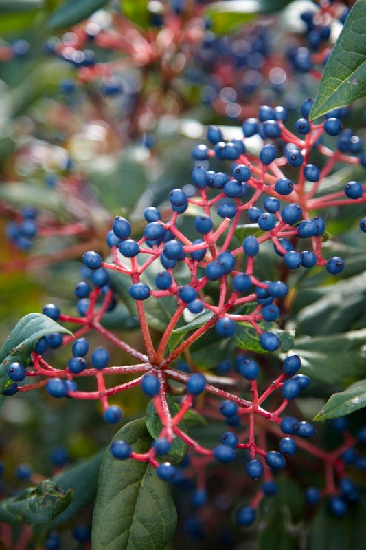  Sneeuwbal (Viburnum Globosum 'Jermyn's Globe')