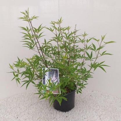  Monikkenpeper (Vitex Agnus Castus 'Albus')