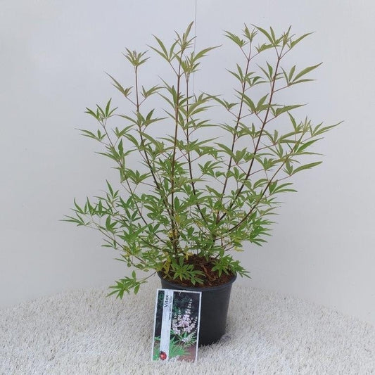  Monikkenpeper (Vitex Agnus Castus 'Albus')
