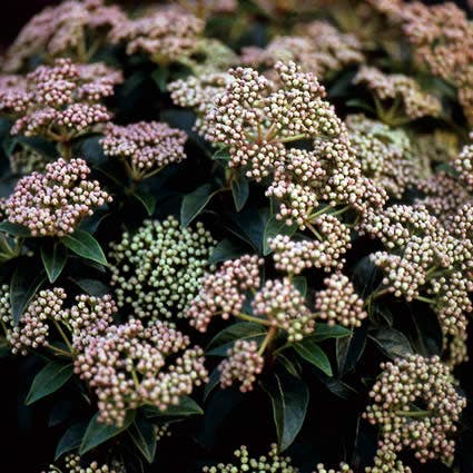  Groenblijvende Sneeuwbal (Viburnum Tinus)
