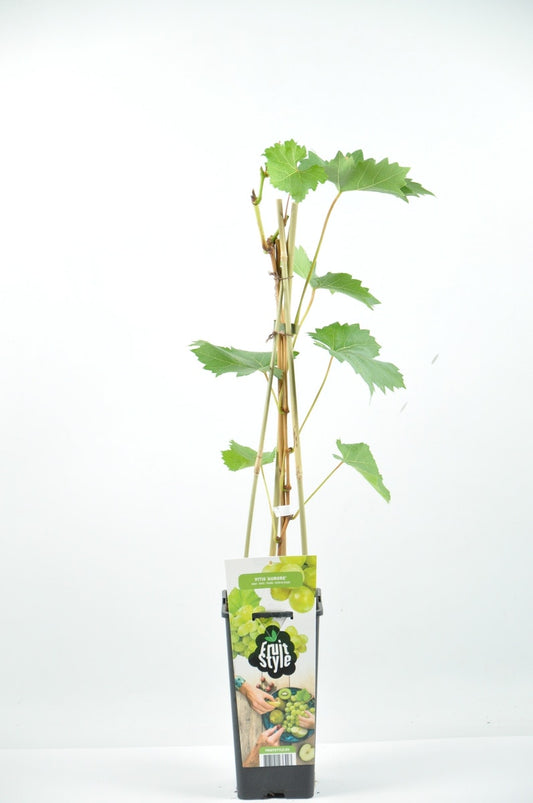  Witte Druif (Vitis 'Aurore') 