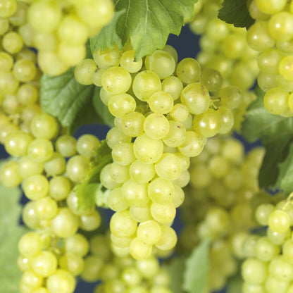  Witte Druif (Vitis 'Bianca')