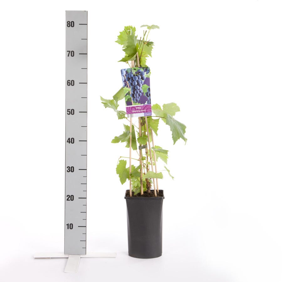  Druif (Vitis 'Boskoop Glory')