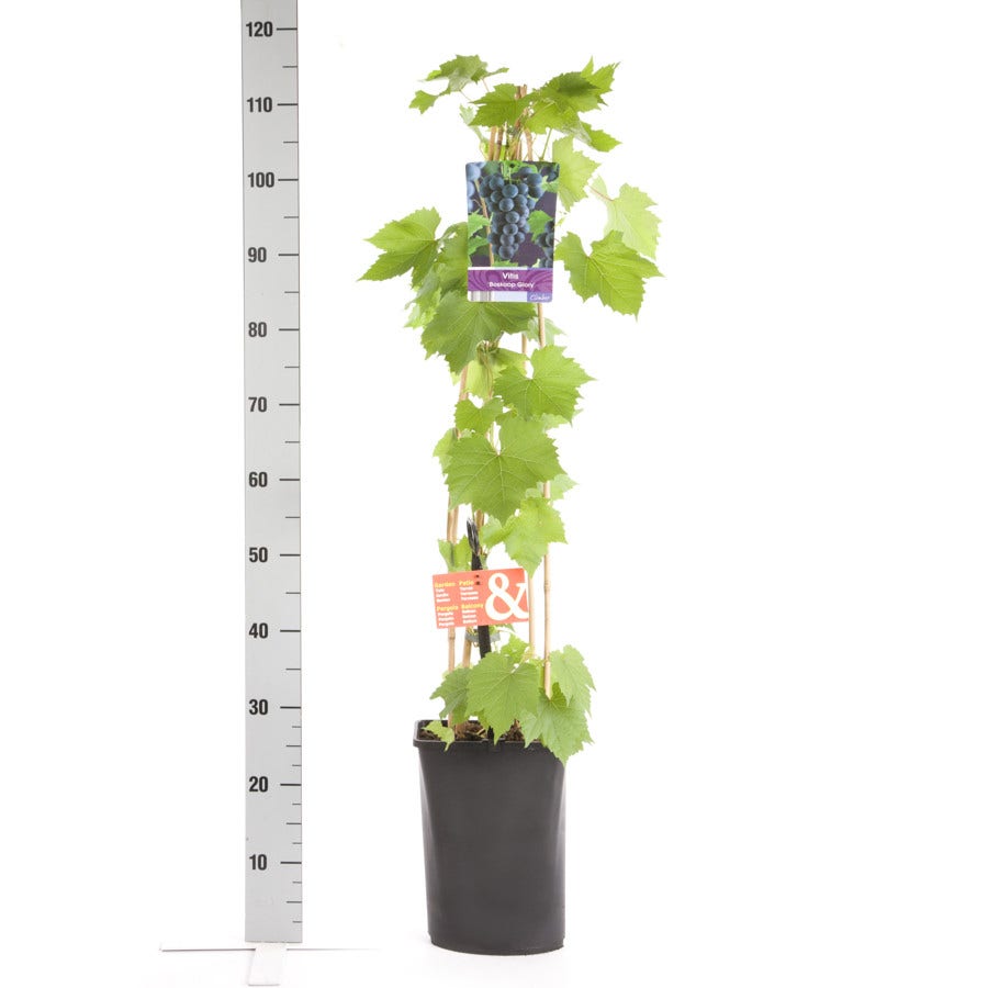  Druif (Vitis 'Boskoop Glory')