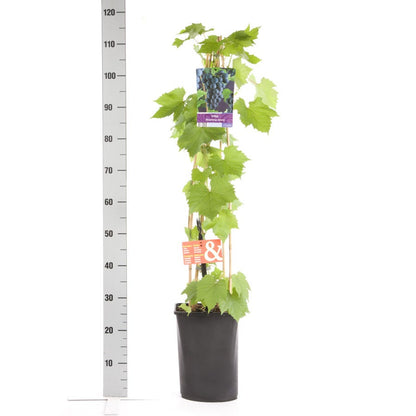  Druif (Vitis 'Boskoop Glory')