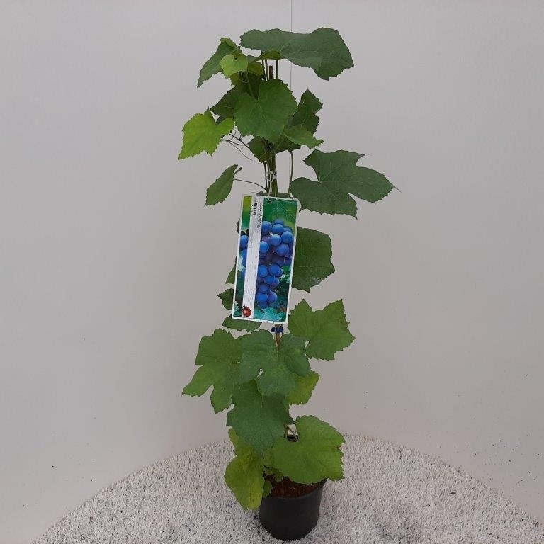  Druif (Vitis 'Boskoop Glory')