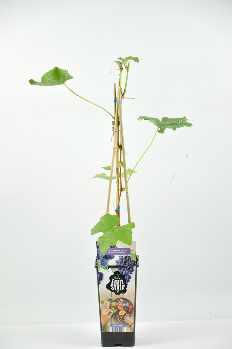  Druif (Vitis 'Boskoop Glory')
