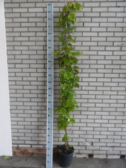  Sierdruif (Vitis Coignetiae)