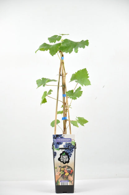  Druif (Vitis 'Frankenthaler')