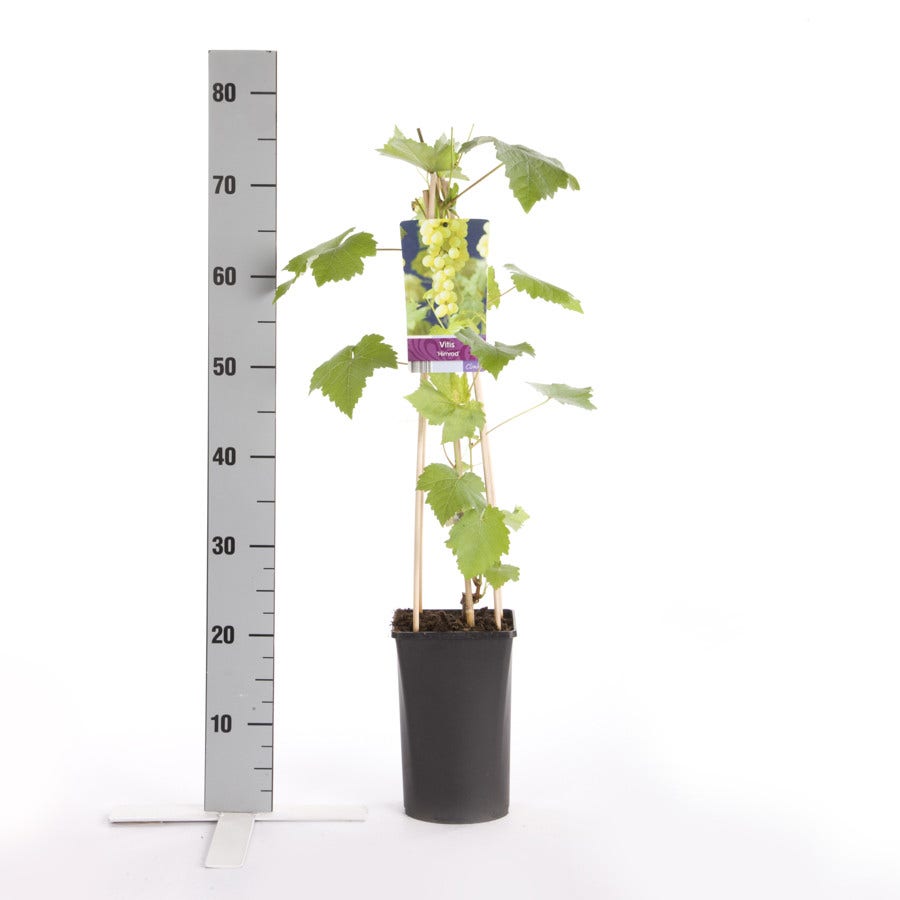  Druif (Vitis 'Himrod')