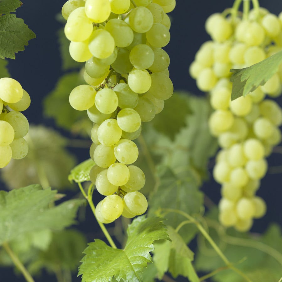  Druif (Vitis 'Himrod')