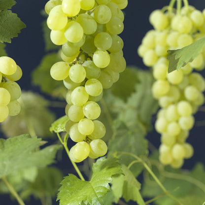  Druif (Vitis 'Himrod')
