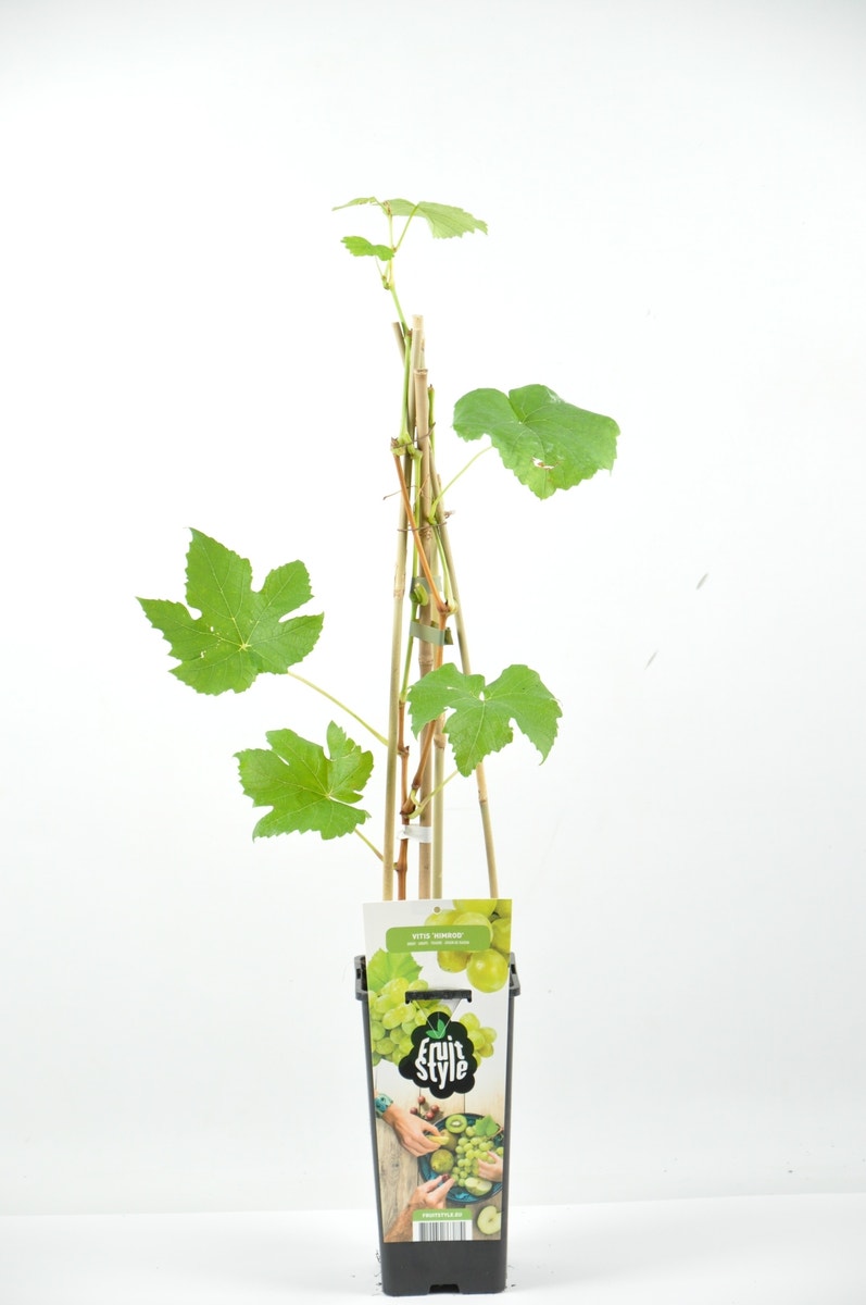  Druif (Vitis 'Himrod')