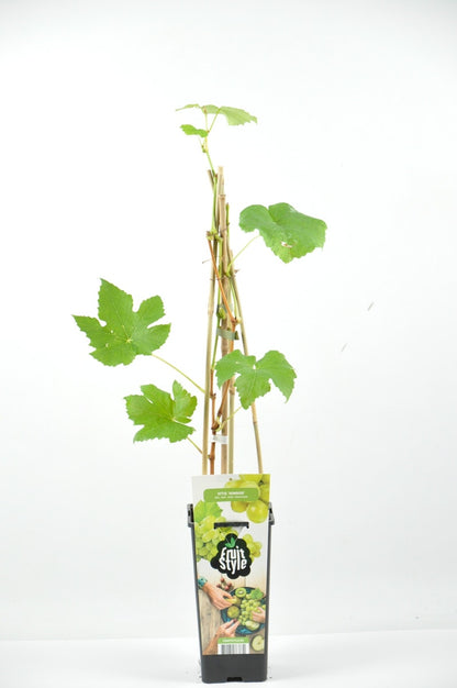  Druif (Vitis 'Himrod')