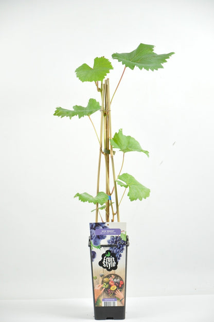 Blauwe Druif (Vitis 'Regent')