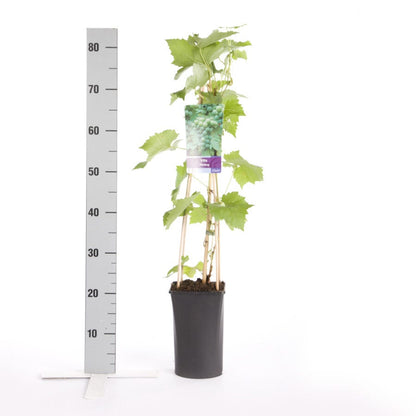  Witte Druif (Vitis 'Riesling')