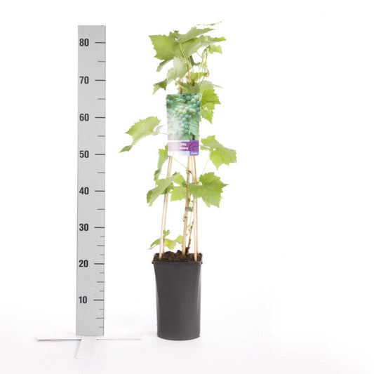  Witte Druif (Vitis 'Riesling')