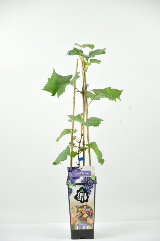  Blauwe Druif (Vitis 'Triomph D'Alsace')