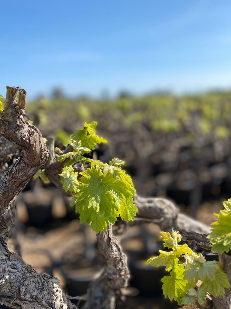  Druif, Op Stam (Vitis Vinifera)