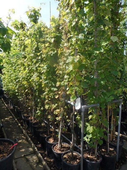  Druif, Op Stam (Vitis Vinifera)
