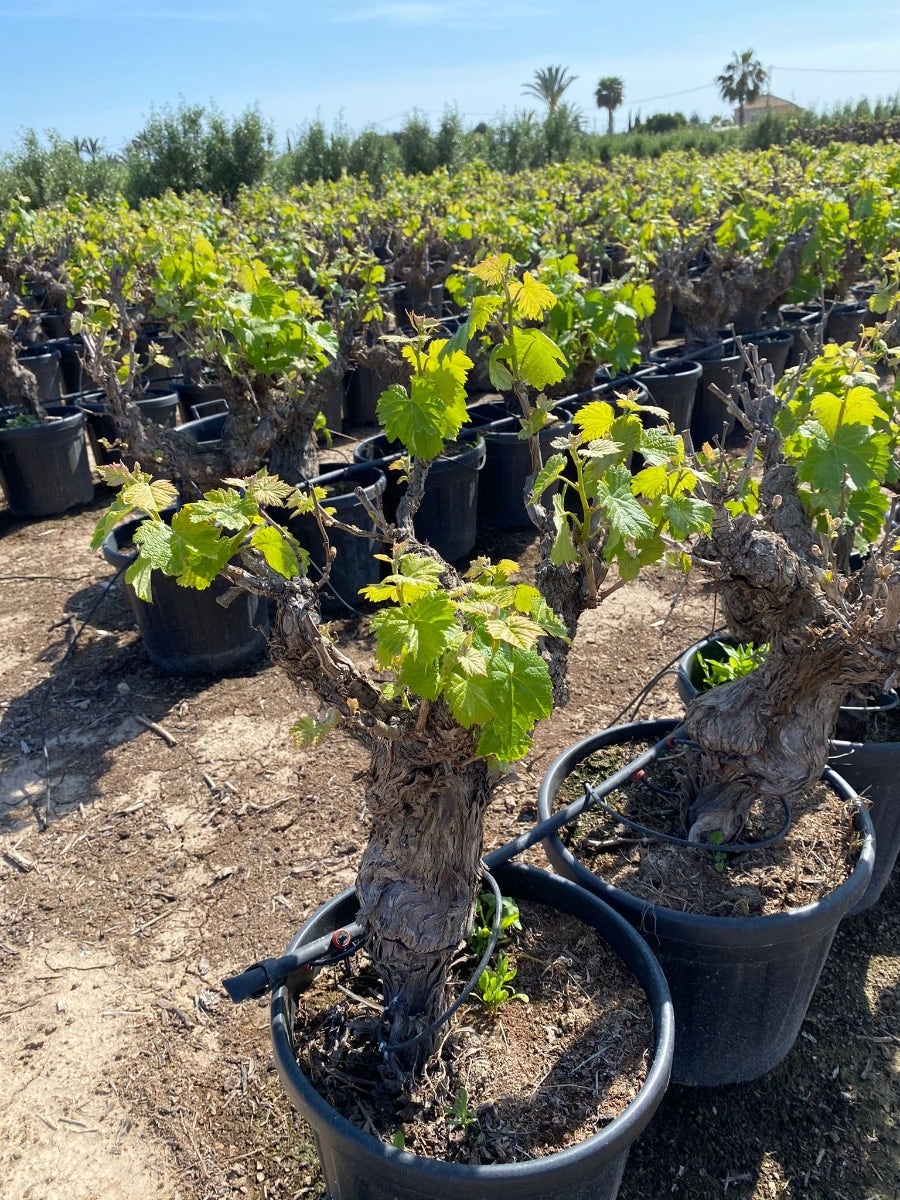  Druif, Op Stam (Vitis Vinifera)