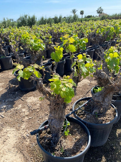  Druif, Op Stam (Vitis Vinifera)