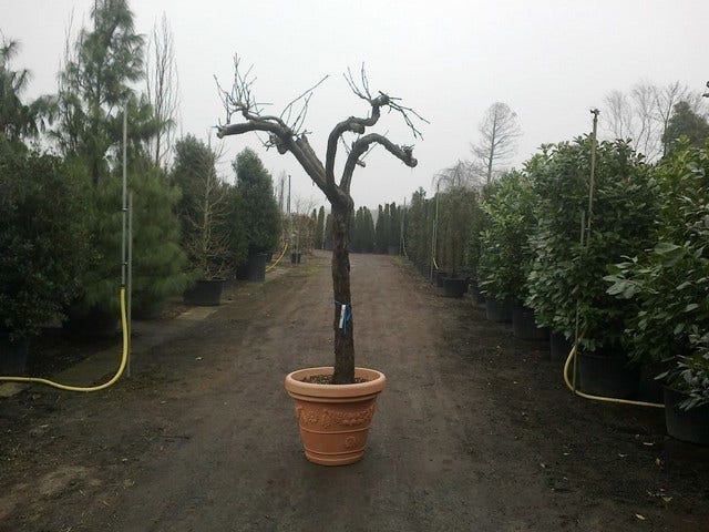  Druif, Op Stam (Vitis Vinifera)