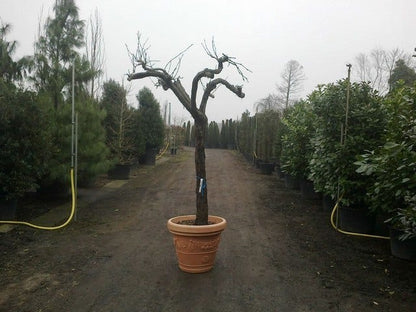  Druif, Op Stam (Vitis Vinifera)