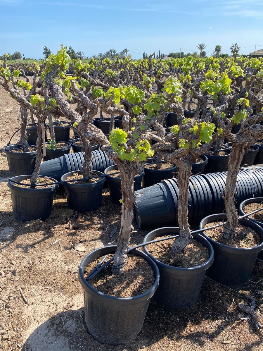  Druif, Op Stam (Vitis Vinifera)