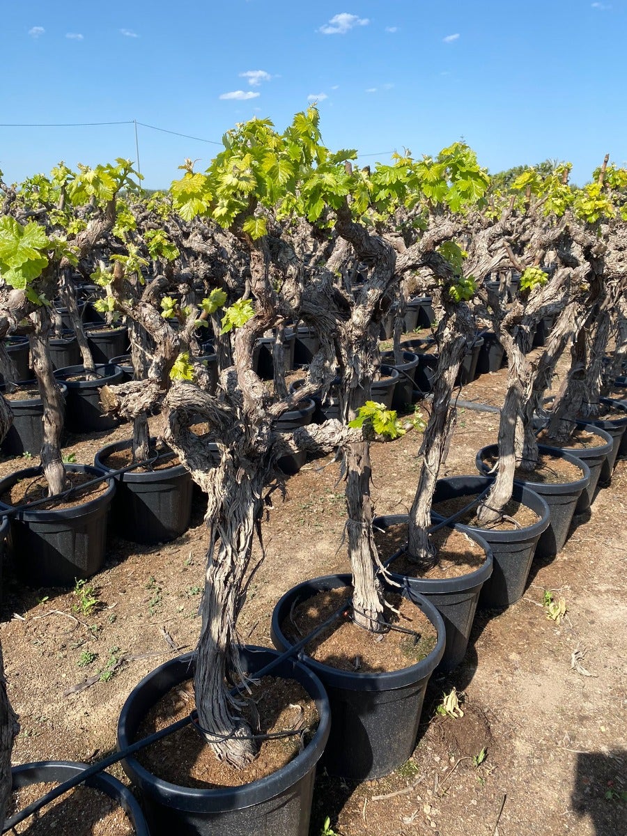  Druif, Op Stam (Vitis Vinifera)