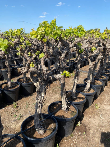  Druif, Op Stam (Vitis Vinifera)
