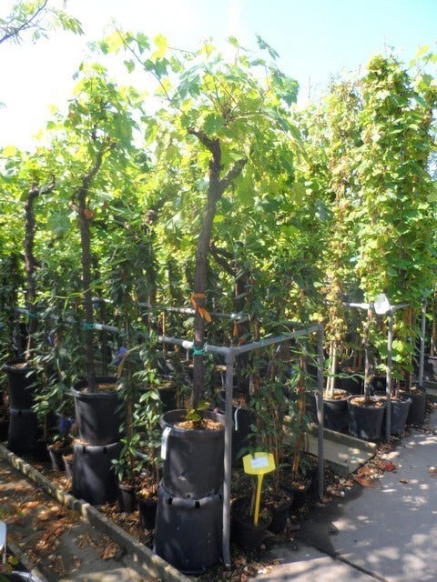  Druif, Op Stam (Vitis Vinifera)