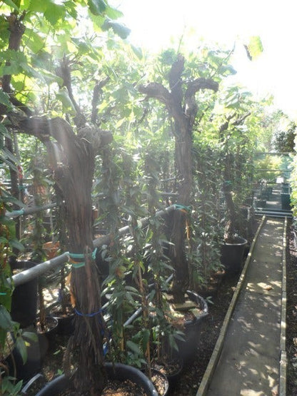  Druif, Op Stam (Vitis Vinifera)