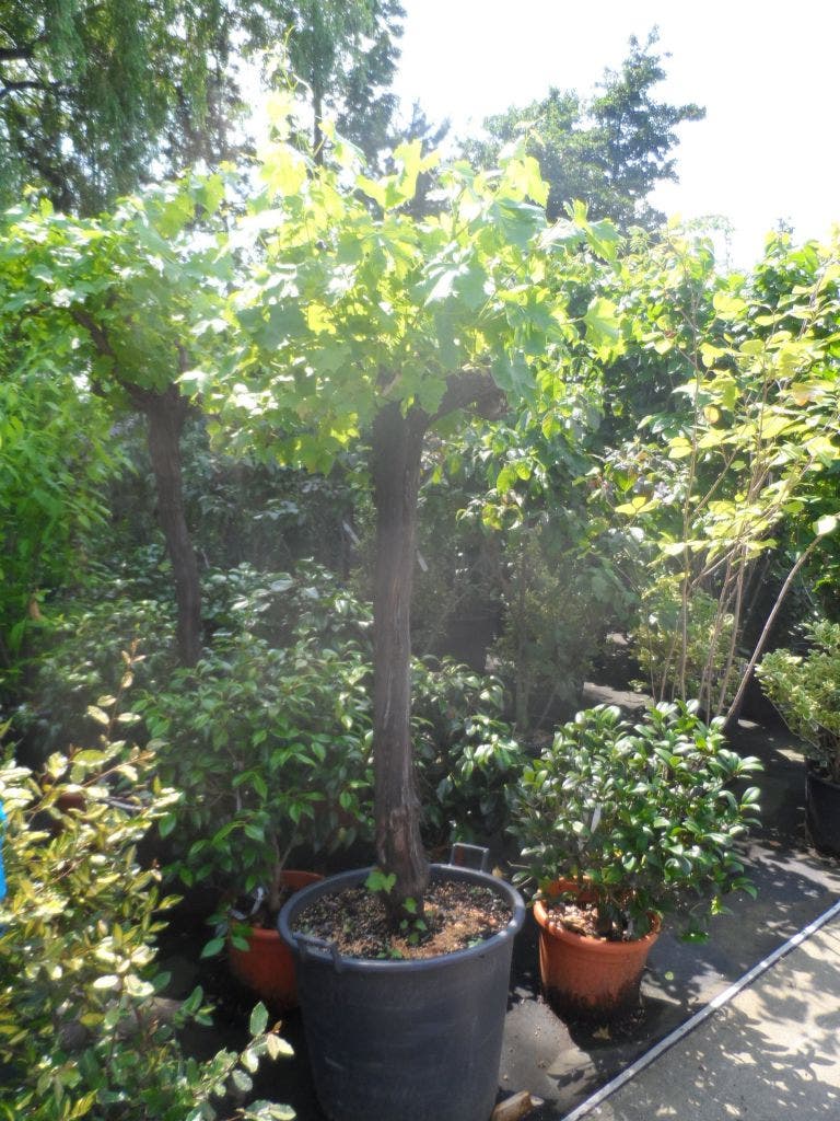  Druif, Op Stam (Vitis Vinifera)
