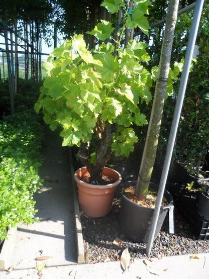 Druif, Op Stam (Vitis Vinifera)