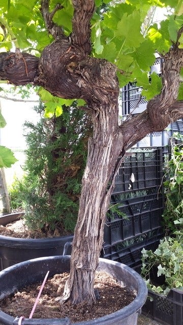  Druif, Op Stam (Vitis Vinifera)