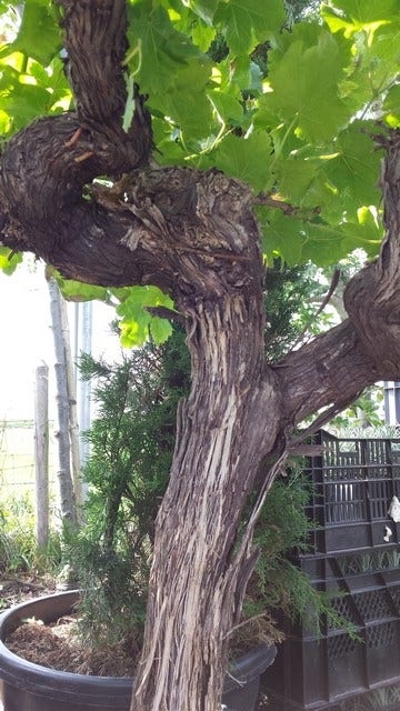  Druif, Op Stam (Vitis Vinifera)