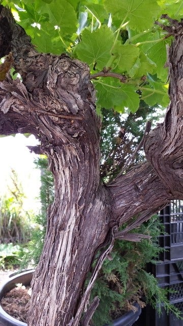  Druif, Op Stam (Vitis Vinifera)