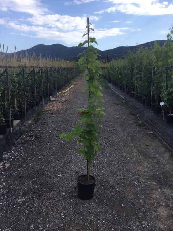  Witte Druif (Vitis Vinifera)