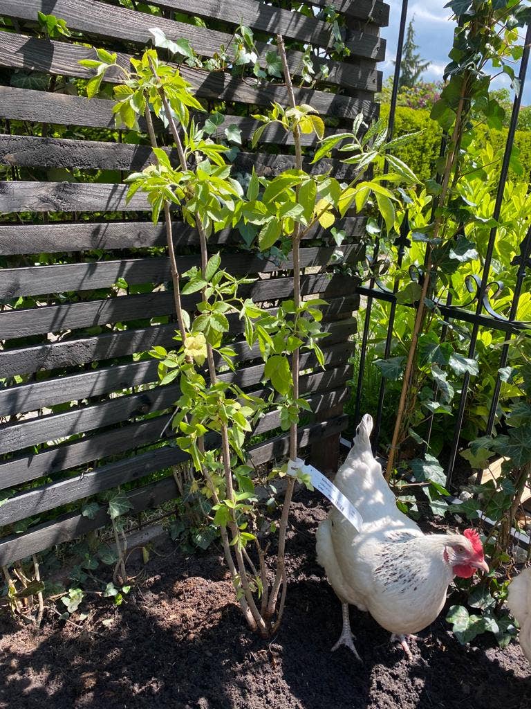  Vlier (Sambucus Nigra)