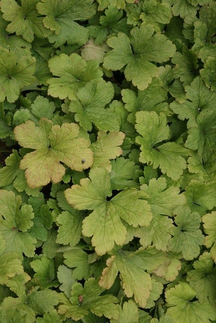  Gele Aardbei (Waldsteinia Geoides)