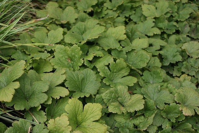  Gele Aardbei (Waldsteinia Geoides)