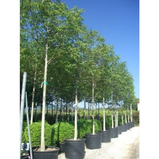  Walnotenboom (Juglans Regia 'Buccaneer')