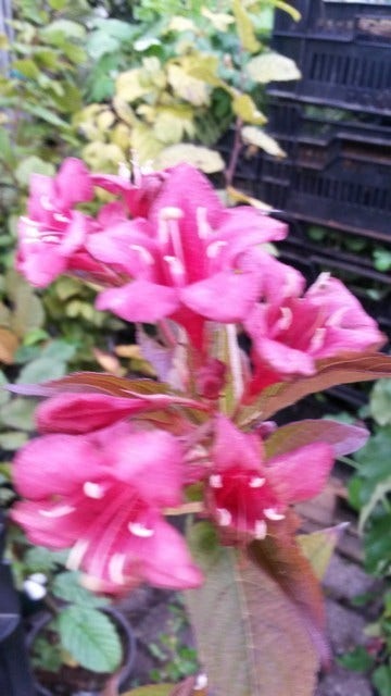  Weigela (Weigela 'Bristol Ruby')