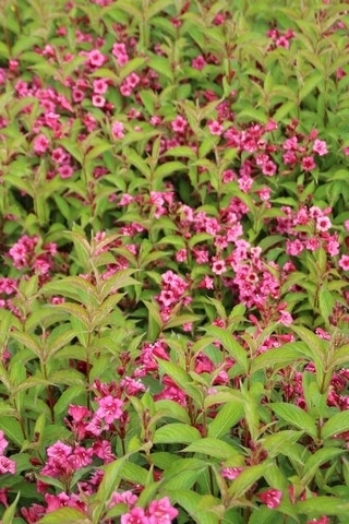  Weigela (Weigela 'Bristol Ruby')